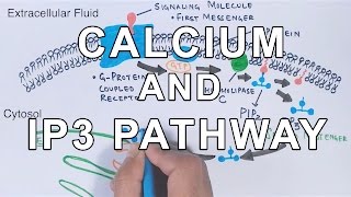 Calcium amp IP3 Pathway [upl. by Ainirtac]