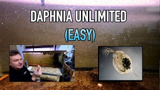 How I Raise Daphnia Water Fleas And You Can Too [upl. by Harli]