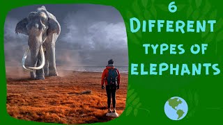 6 Different Types Of Elephants In The World [upl. by Anaira]