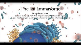 The inflammasome signalling pathway updated [upl. by Virginia]