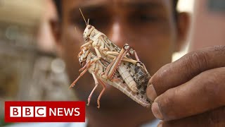 Locust swarms destroy crops across India  BBC News [upl. by Adelpho425]