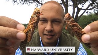 Locusts in East Africa Explained [upl. by Kassia]