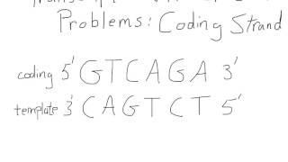 Transcription and Translation For A Coding Strand [upl. by Roobbie605]