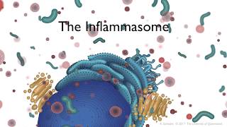 The Inflammasome signalling pathway [upl. by Bushore]