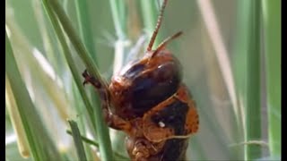 Plague of Locusts Timelapse  Wild Africa  BBC Earth [upl. by Efrem]