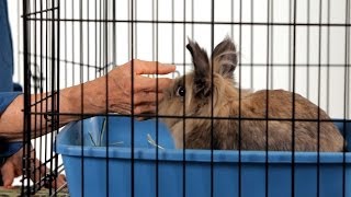 How to Make a Rabbit Less Aggressive  Pet Rabbits [upl. by Hephzibah]