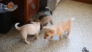 PomeranianChihuahua Mix Puppies [upl. by Lordan]