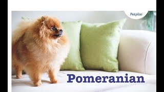 Pomeranian Puppies amp Dogs  Breed Facts amp Information  Petplan [upl. by Ramsey]