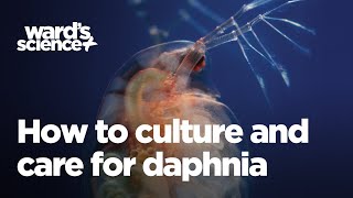 Caring and Culturing for Daphnia [upl. by Okimik353]