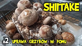 Grzyby Shiitake uprawa w domu od A do Z [upl. by Deedahs]