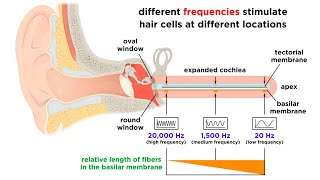 Processing Auditory Somatosensory Olfactory and Gustatory Information [upl. by Yelahc11]