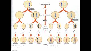 Cytogenetics II Abnormal Chromosome Number [upl. by Malonis548]