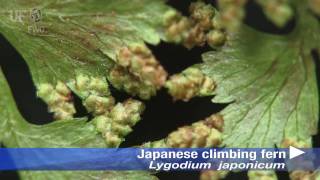 Japanese climbing fern Lygodium japonicum [upl. by Yneffit487]