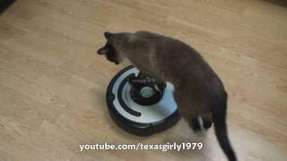 Cat shows HOW TO use iRobot Roomba Vacuum [upl. by Zedecrem237]