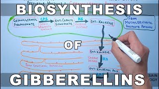 Biosynthesis of Gibberelins [upl. by Tillman]