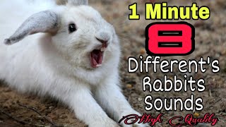 Rabbit Screaming Sounds High Quality  Rabbit Sounds  Bunny Screaming Sounds [upl. by Noraf]