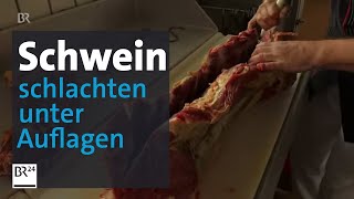 Schlachten unter Auflagen Das Geschäft mit dem Schweinefleisch  Abendschau  BR24 [upl. by Nosiddam743]