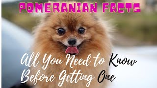 Facts About Pomeranian Dogs 101All You Need to Know [upl. by Westberg]