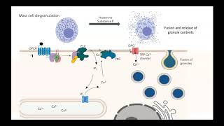 GPCR IP3 DAG pathway [upl. by Dru880]