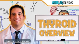 Endocrinology  Thyroid Overview [upl. by Memory705]