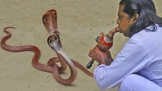 traditional street performers  cobra flute music played by snake charmer [upl. by Eirallih750]