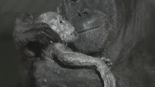 Orangutan birth captured live on camera at Durrell [upl. by Letnuahc]