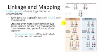 Cytogenetics in Plants [upl. by Ybbob]