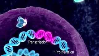 The HER Signaling Pathway [upl. by Ima29]