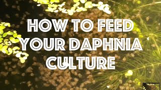 How To Feed Your Daphnia Culture [upl. by Acirderf]