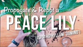 peace lily  How to Propagate  Repotting  Care Guide [upl. by Elenore]