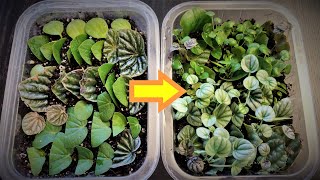 Peperomia Leaf Propagation in Soil [upl. by Ryter]