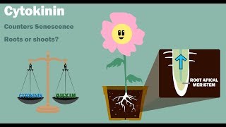 PLANT HORMONES  Auxin Gibberellin Cytokinin Ethylene Abscisic Acid [upl. by Wilhide]