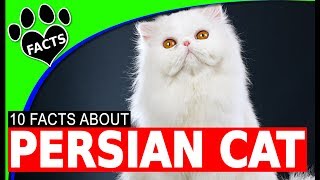 Top 10 Fun Facts About Persian Cats  Cats 101 [upl. by Niuqauj657]