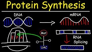 Transcription and Translation  Protein Synthesis From DNA  Biology [upl. by Htes]