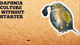 HOW TO CULTURE DAPHNIA NATURALLY WITHOUT A STARTER [upl. by Ander619]