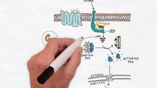 G Protein Signaling  Handwritten Cell amp Molecular Biology [upl. by Assennav86]