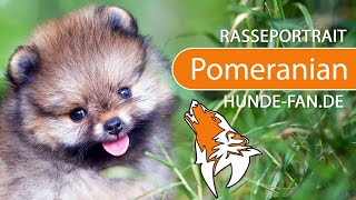 ► Pomeranian 2019 Rasse Aussehen amp Charakter [upl. by Ynes]