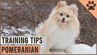 How To Train A Pomeranian  Dog World [upl. by Ahsauqal]