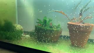 Daphnia Culturing Snails or no snails [upl. by Azmah]