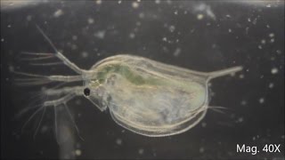 Daphnia magna under the Microscope [upl. by Meg]