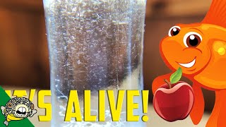 How to culture Vinegar Eels The EASY Way Live Fish Food [upl. by Accebar]