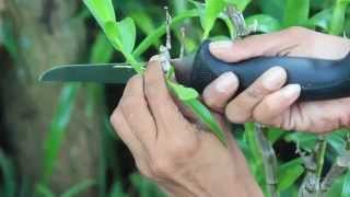 HOW TO PROPAGATE  DENDROBIUM NOBILES [upl. by Bramwell402]