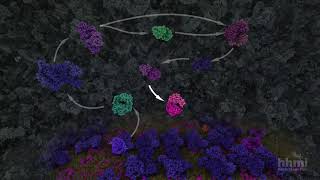 Glycolysis  HHMI BioInteractive Video [upl. by Starla]