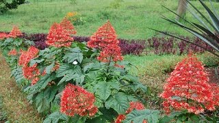 Pagoda Flower Clerodendrum paniculatum [upl. by Notgnilra31]