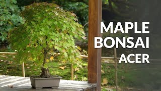 Japanese Maple Bonsai care Acer palmatum [upl. by Marjie153]