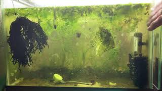 Scuds Daphnia Cherry Shrimp Copepods My aquatic food culture [upl. by Ijar]