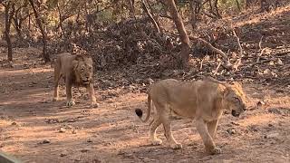 This Lion Couple at Sasan Gir Forest [upl. by Yug]