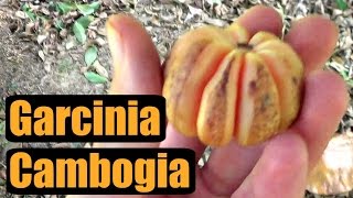 FRESH Garcinia Cambogia Review  Weird Fruit Explorer Ep 157 [upl. by Newhall]