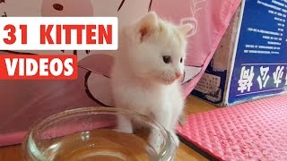 31 Funny Kittens  Cat Video Compilation 2017 [upl. by Sherrie]