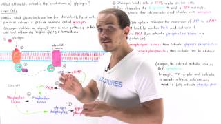 Glucagon Signal Pathway [upl. by Lanette]